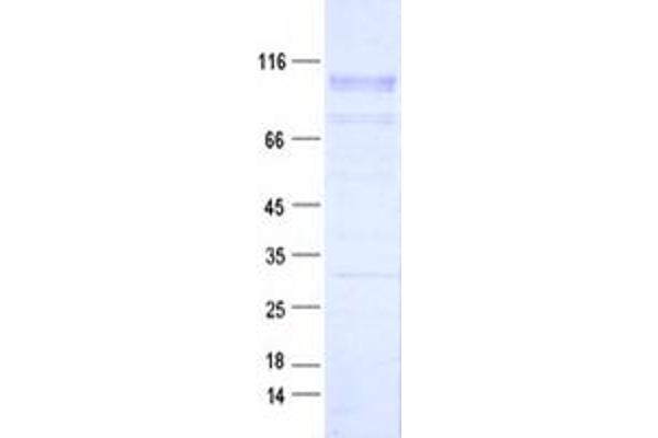 PCDHb5 Protein (DYKDDDDK Tag)