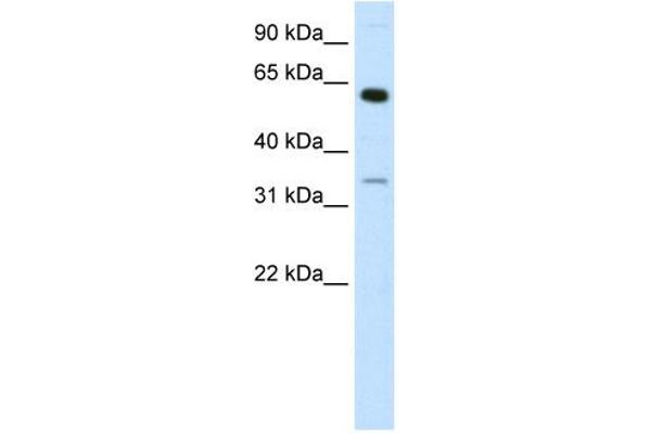 ZNF609 antibody  (N-Term)