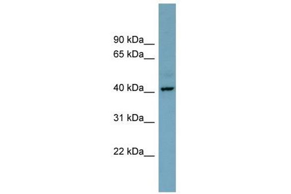 CXorf66 anticorps  (Middle Region)