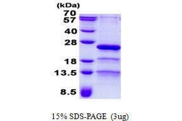 RP9 Protein