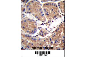 SAAL1 Antibody immunohistochemistry analysis in formalin fixed and paraffin embedded human stomach tissue followed by peroxidase conjugation of the secondary antibody and DAB staining. (SAAL1 antibody  (C-Term))