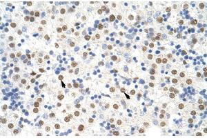 Human Liver (NONO antibody  (C-Term))