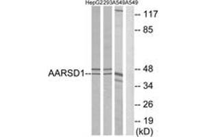 Western Blotting (WB) image for anti-Alanyl-tRNA Synthetase Domain Containing 1 (AARSD1) (AA 141-190) antibody (ABIN2890102) (AARSD1 antibody  (AA 141-190))