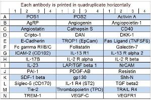 Image no. 1 for Human Cytokine Array Q4 (ABIN625724) (Human Cytokine Array Q4)