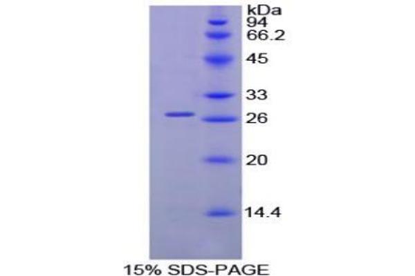 Malectin Protein (MLEC)