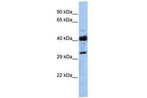 Image no. 1 for anti-Leucine Rich Repeat Containing 57 (LRRC57) (AA 71-120) antibody (ABIN6741354) (LRRC57 antibody  (AA 71-120))