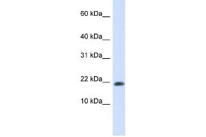 Western Blotting (WB) image for anti-GABA(A) Receptor-Associated Protein-Like 2 (GABARAPL2) antibody (ABIN2459524) (GABARAPL2 antibody)