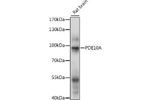 Western blot analysis of extracts of rat brain, using PDE10A antibody (ABIN7269297) at 1:1000 dilution. (PDE10A antibody  (AA 23-200))