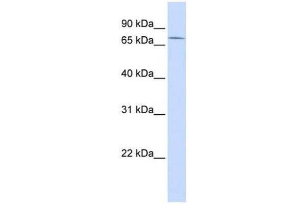 ZNF442 antibody