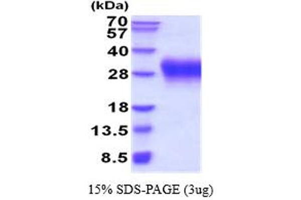 VISTA Protein (AA 33-194) (His tag)