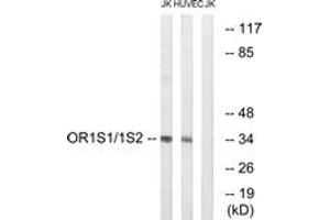 Western blot analysis of extracts from Jurkat/HuvEc cells, using OR1S1/1S2 Antibody. (OR1S1/1S2 antibody  (AA 241-290))