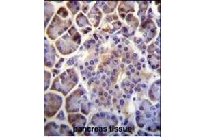 C6orf138 Antibody (Center) (ABIN655352 and ABIN2844911) immunohistochemistry analysis in formalin fixed and paraffin embedded human pancreas tissue followed by peroxidase conjugation of the secondary antibody and DAB staining. (PTCHD4 antibody  (AA 563-591))