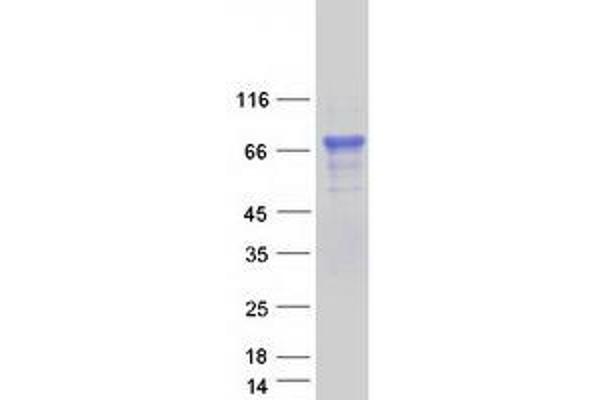 STS Protein (Myc-DYKDDDDK Tag)