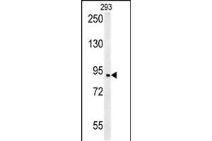 Western blot analysis in 293 cell line lysates (35ug/lane). (BRD2 antibody  (AA 170-200))