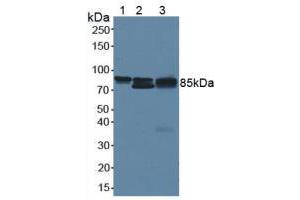 Figure. (beta Catenin antibody  (AA 439-675))