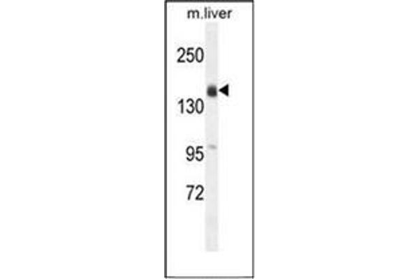 OTOA antibody  (N-Term)