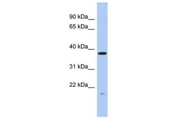 RWDD2A antibody  (N-Term)