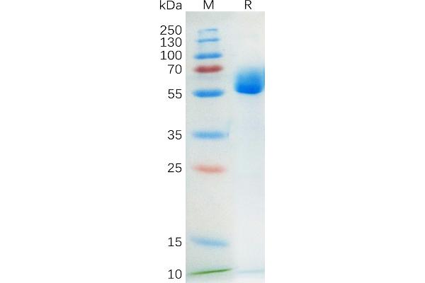 KIT Ligand Protein (KITLG) (AA 26-214) (Fc Tag)