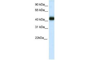 NKX2-4 antibody used at 0. (NK2 Homeobox 4 antibody  (C-Term))