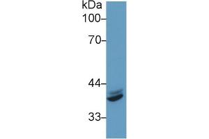 Western blot analysis of Human HeLa cell lysate, using Mouse IRF1 Antibody (1 µg/ml) and HRP-conjugated Goat Anti-Rabbit antibody ( (IRF1 antibody  (AA 44-319))