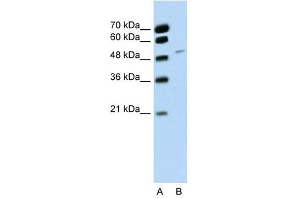 RBM22 antibody  (C-Term)