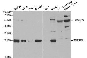 Western Blotting (WB) image for anti-Tumor Necrosis Factor (Ligand) Superfamily, Member 12 (TNFSF12) antibody (ABIN1876860) (TWEAK antibody)