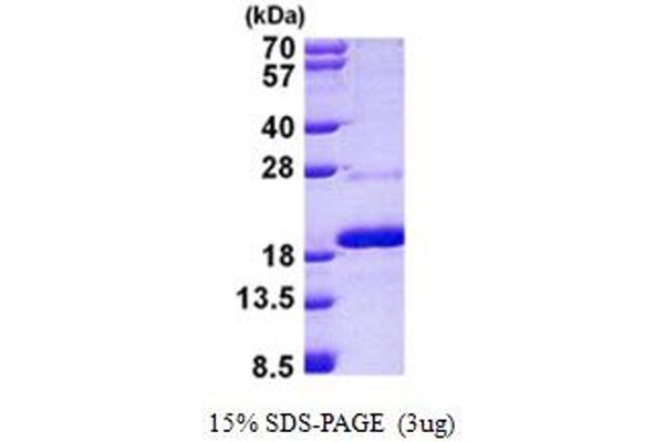 Mago Nashi Homolog 2 Protein (AA 1-148) (His tag)