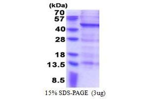 SDS-PAGE (SDS) image for Melanoma Antigen Family B, 10 (MAGEB10) (AA 1-347) protein (His tag) (ABIN6387325) (MAGEB10 Protein (AA 1-347) (His tag))