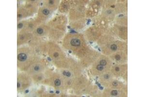 IHC-P analysis of Rat Tissue, with DAB staining. (SIRT4 antibody  (AA 60-255))