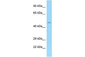 Host: Rabbit Target Name: Tank Antibody Dilution: 1. (TANK antibody  (N-Term))