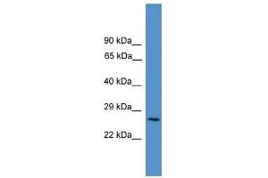 CD8A antibody used at 0. (CD8 alpha antibody  (Middle Region))