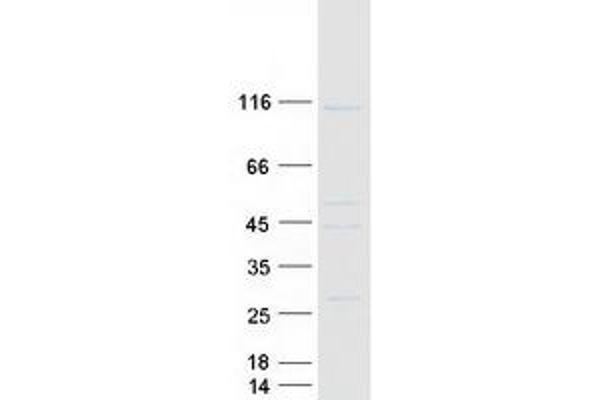 PCDHGB4 Protein (Transcript Variant 2) (Myc-DYKDDDDK Tag)