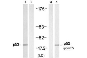 Western blot analysis of extract from HT-29 cell untreated or treated with Doxorubicin (1mM, 30min), using p53 (Ab-37) Antibody (E021089, Lane 1 and 2) and p53 (phospho-Ser37) antibody (E011098, Lane 3 and 4). (p53 antibody  (pSer37))