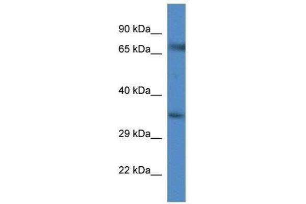 GLYT1 antibody  (C-Term)