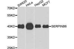 Western blot analysis of extracts of various cells, using SERPINB6 antibody. (SERPINB6 antibody)