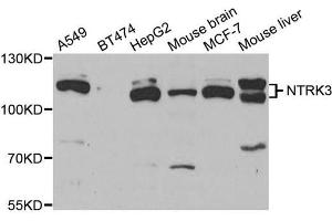 Western blot analysis of extracts of various cell lines, using NTRK3 antibody. (NTRK3 antibody)