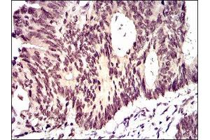 Immunohistochemistry (IHC) image for anti-Inhibitor of DNA Binding 2 (Id2) (AA 1-134) antibody (ABIN1845429) (Id2 antibody  (AA 1-134))