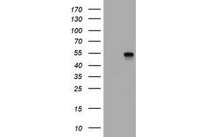 Image no. 1 for anti-CD4 (CD4) antibody (ABIN1497303) (CD4 antibody)