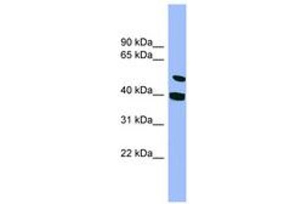 SMU1 antibody  (AA 107-156)