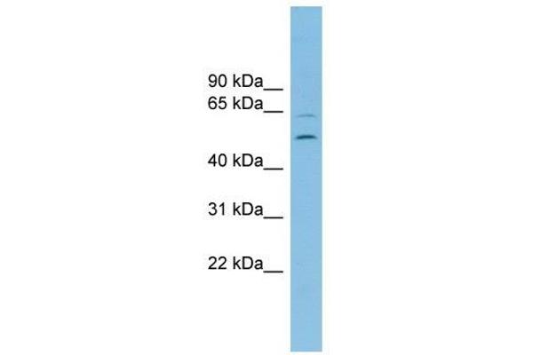 C2orf30 antibody  (Middle Region)