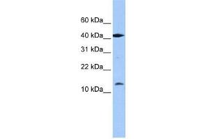 LOC727817 antibody used at 0. (LOC727817 抗体  (N-Term))