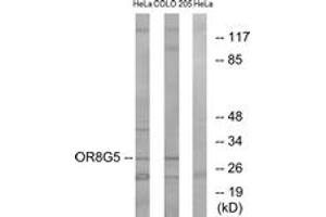 Western Blotting (WB) image for anti-Olfactory Receptor, Family 8, Subfamily G, Member 5 (OR8G5) (AA 197-246) antibody (ABIN2891053) (OR8G5 antibody  (AA 197-246))