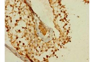 Immunohistochemistry of paraffin-embedded human testis tissue using ABIN7159403 at dilution of 1:100 (Membrane-Spanning 4-Domains, Subfamily A, Member 8 (MS4A8) (AA 20-74) antibody)