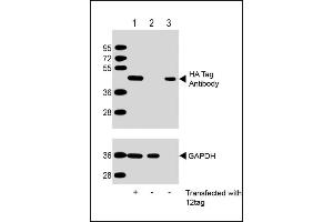 All lanes : Anti-HA Tag Antibody at 1:2000 dilution (upper) or GDH (lower) Lane 1: 293T/17 transfected with 12tag lysate (10 μg) Lane 2: Non-transfected 293T/17 lysate (10 μg) Lane 3: 12tag recombinant protein lysate (0. (HA.2x Tag antibody)