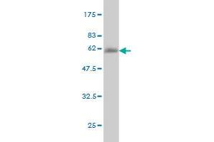 Western Blot detection against Immunogen (48. (NFYB antibody  (AA 1-207))