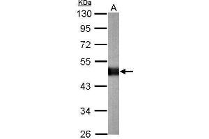 WB Image Sample (20 ug of whole cell lysate) A: mouse brain 10% SDS PAGE antibody diluted at 1:10000 (CPE antibody)