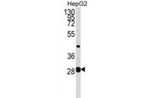 Western Blotting (WB) image for anti-Glycerate Kinase (GLYCTK) antibody (ABIN2999228) (GLYCTK antibody)