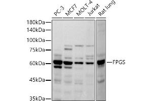 Western blot analysis of extracts of various cell lines, using FPGS antibody (ABIN7267230) at 1:500 dilution. (FPGS antibody)
