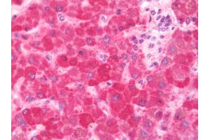 Anti-PUF60 antibody IHC staining of human liver. (PUF60 antibody  (AA 346-523))