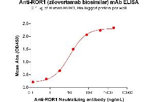 ELISA plate pre-coated by 2 μg/mL (100 μL/well) Human , His tagged protein ABIN6964103, ABIN7042461 and ABIN7042462 can bind Anti- Neutralizing antibody  (ABIN7093085 and ABIN7272615) in a linear range of 0. (Recombinant ROR1 (Zilovertamab Biosimilar) antibody)